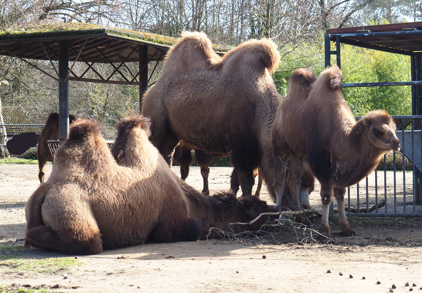Bactrian camels (Camelus bactrianus), 2021-02-23