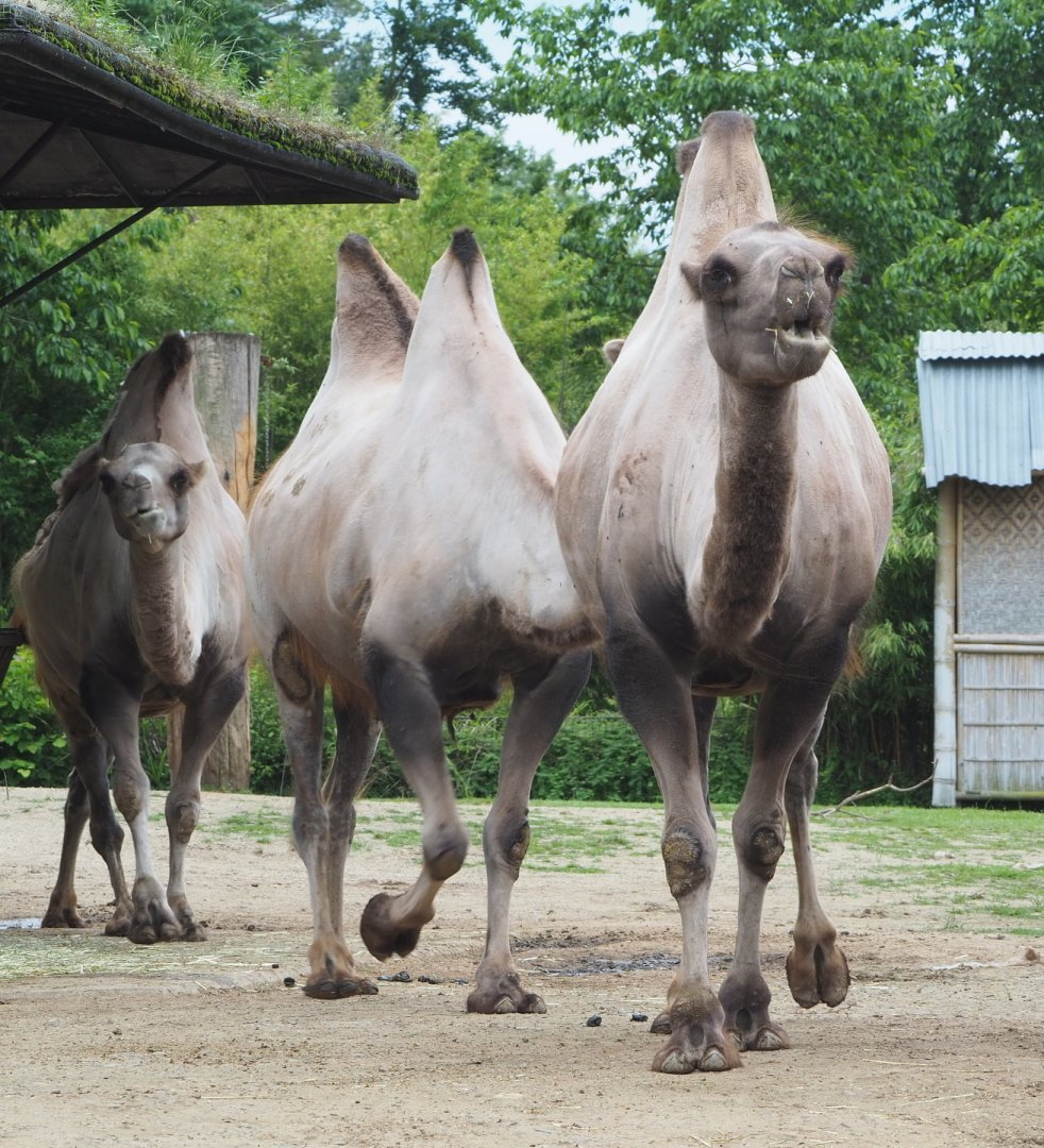 Bactrian camels (Camelus bactrianus), 2021-07-03