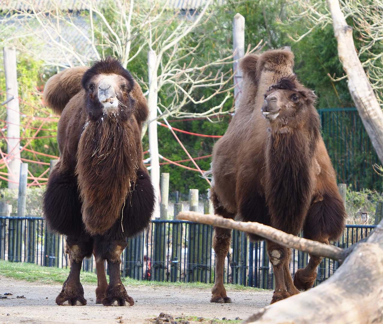 Bactrian camels (Camelus bactrianus), 2022-04-12
