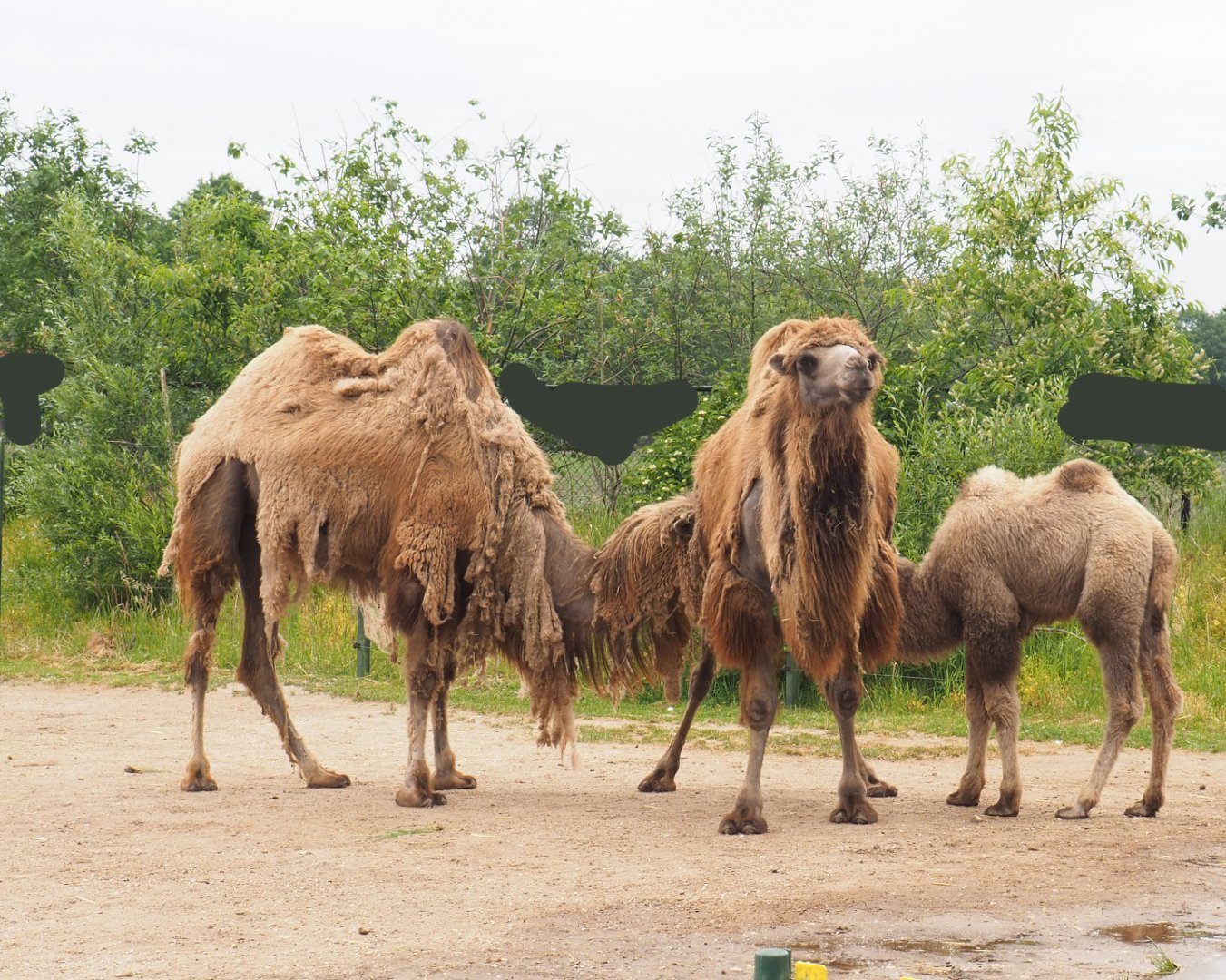 Bactrian camels (Camelus bactrianus), 2022-05-17