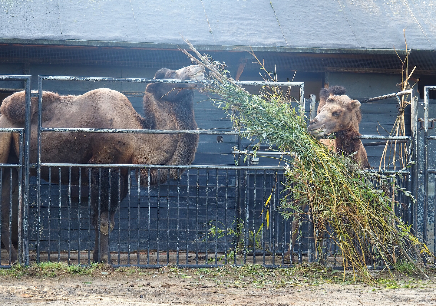 Bactrian camels (Camelus bactrianus), 2022-09-12