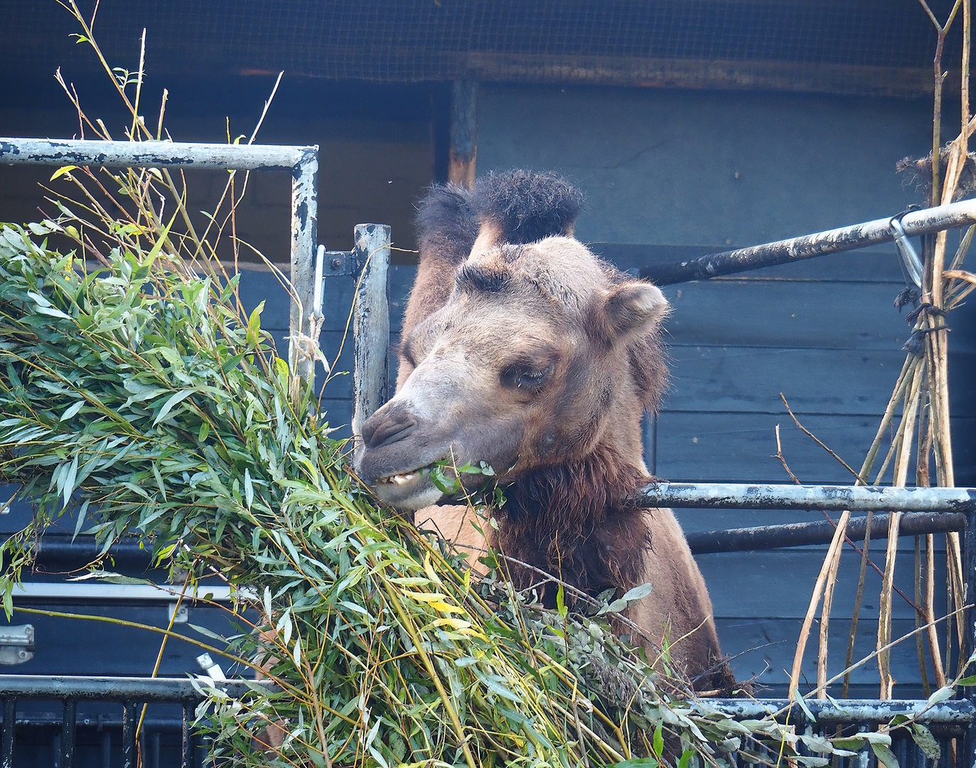 Bactrian camels (Camelus bactrianus), 2022-09-12