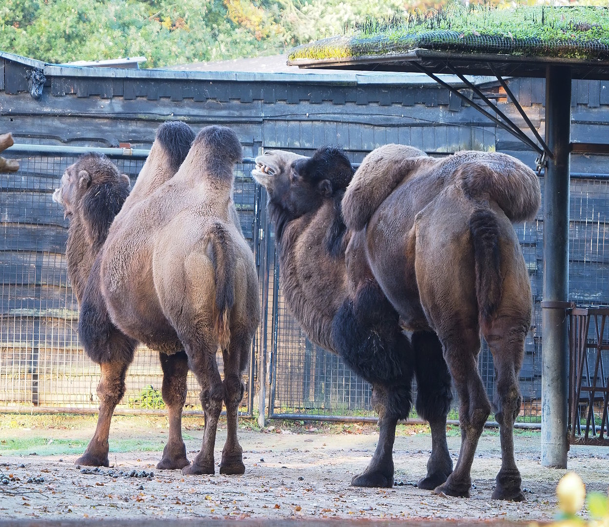 Bactrian camels (Camelus bactrianus), 2022-10-19