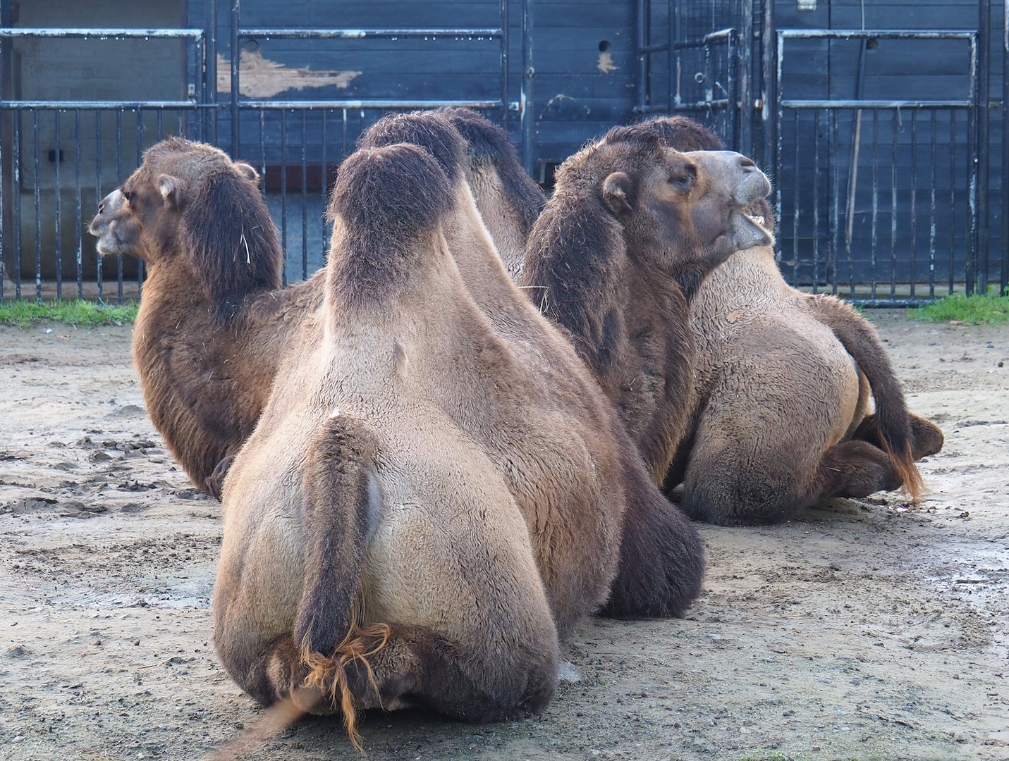 Bactrian camels (Camelus bactrianus), 2022-10-19
