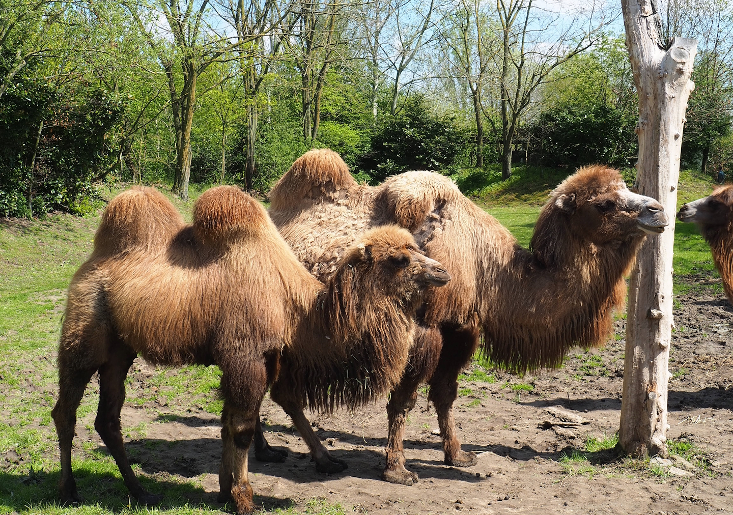 Bactrian camels (Camelus bactrianus), 2023-04-30