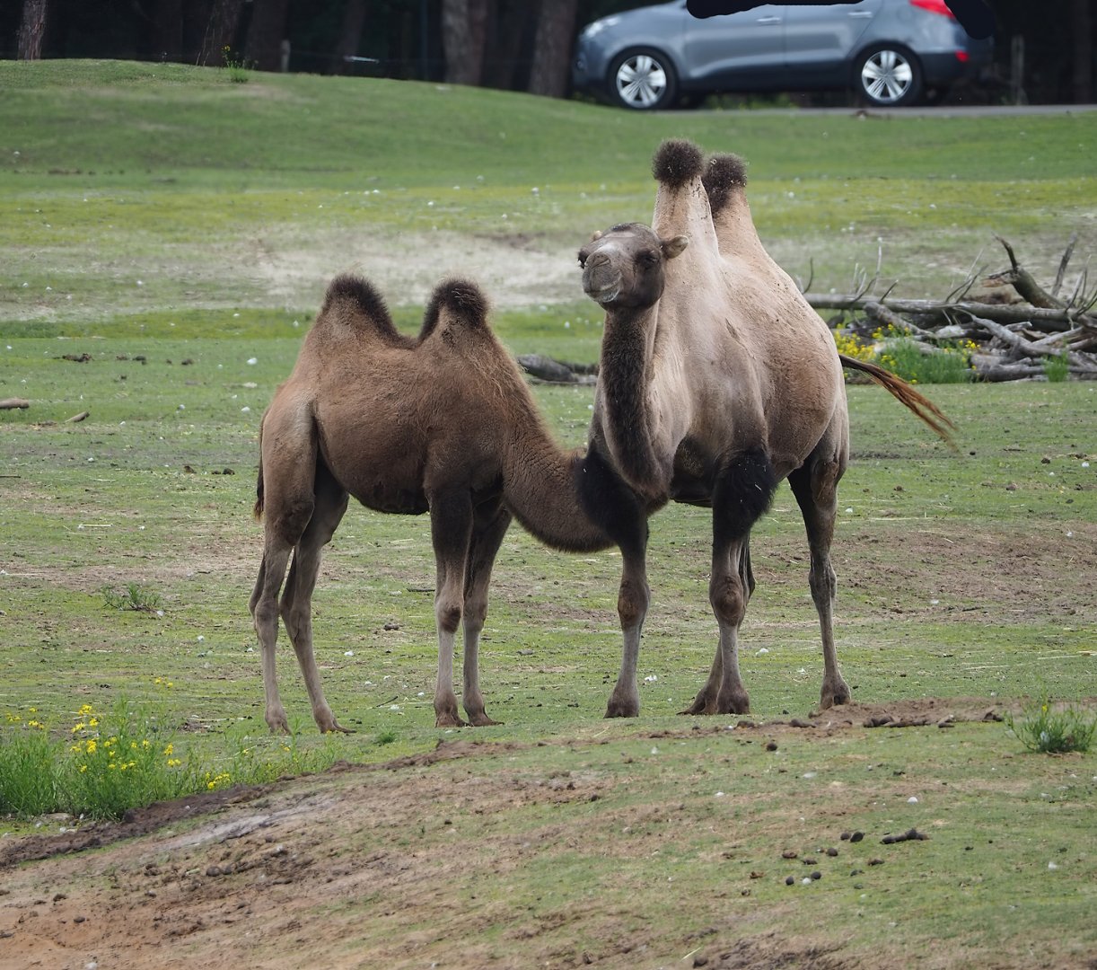 Bactrian camels (Camelus bactrianus), 2023-08-15