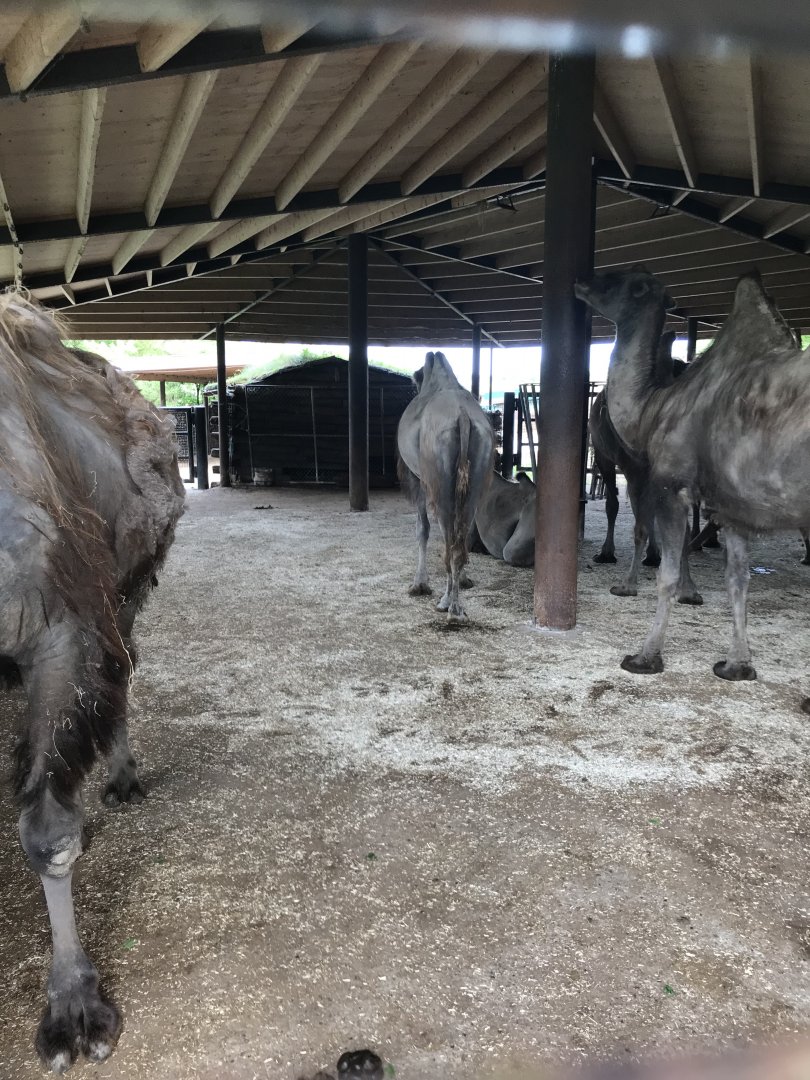 Bactrian Camels (Camelus bactrianus) (7/6/25)