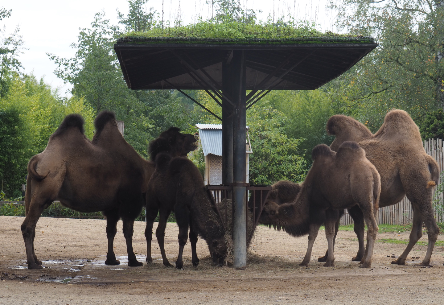 Bactrian camels (Camelus bactrianus) at feeding rack, 2020-10-19