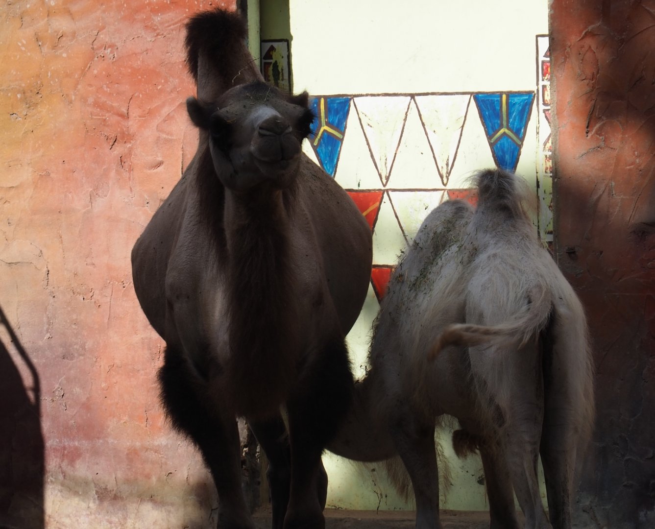 Bactrian camels (Camelus bactrianus)