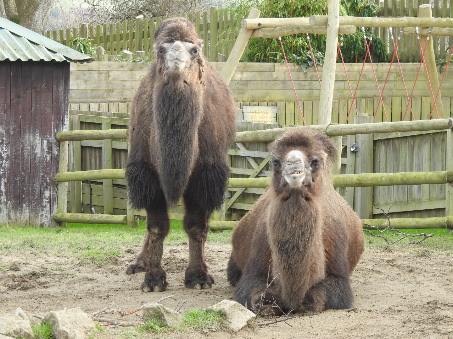 Bactrian Camels (Camelus bactrianus)