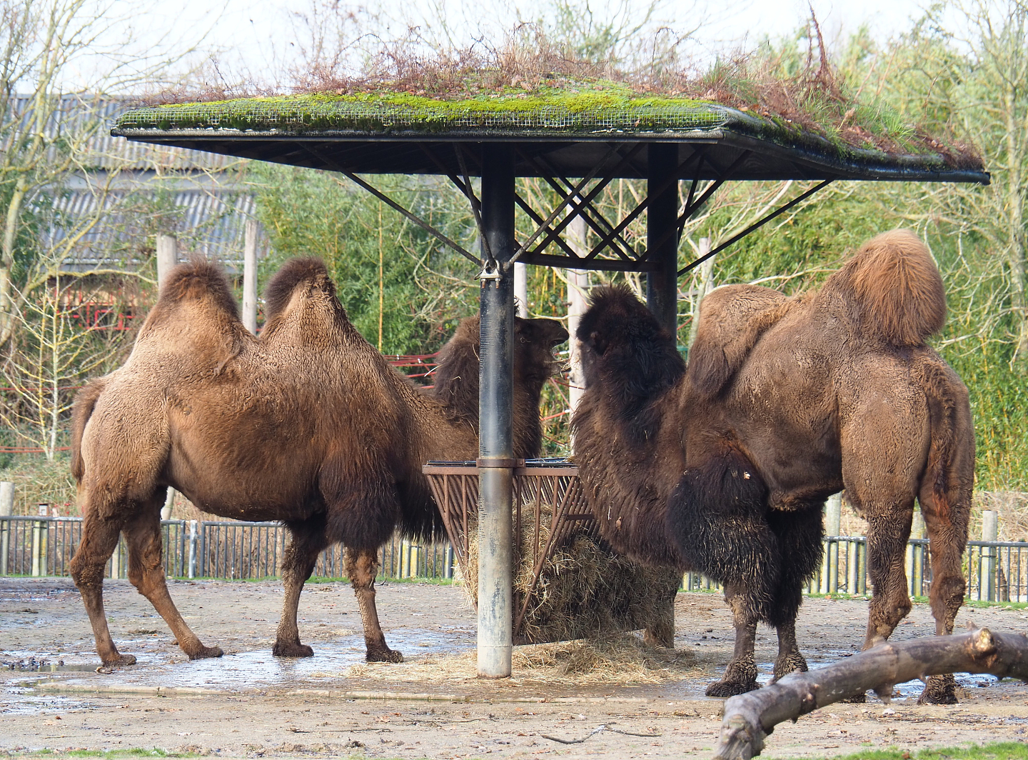 Bactrian camels (Camelus ferus bactrianus), 2021-12-07