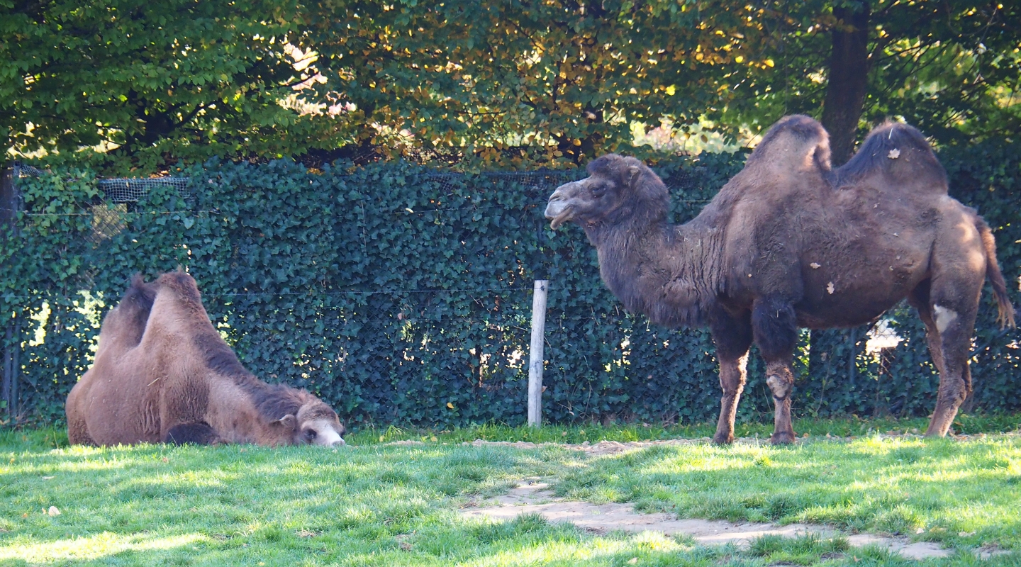 Bactrian camels (Camelus ferus bactrianus), Oct 13th, 2018