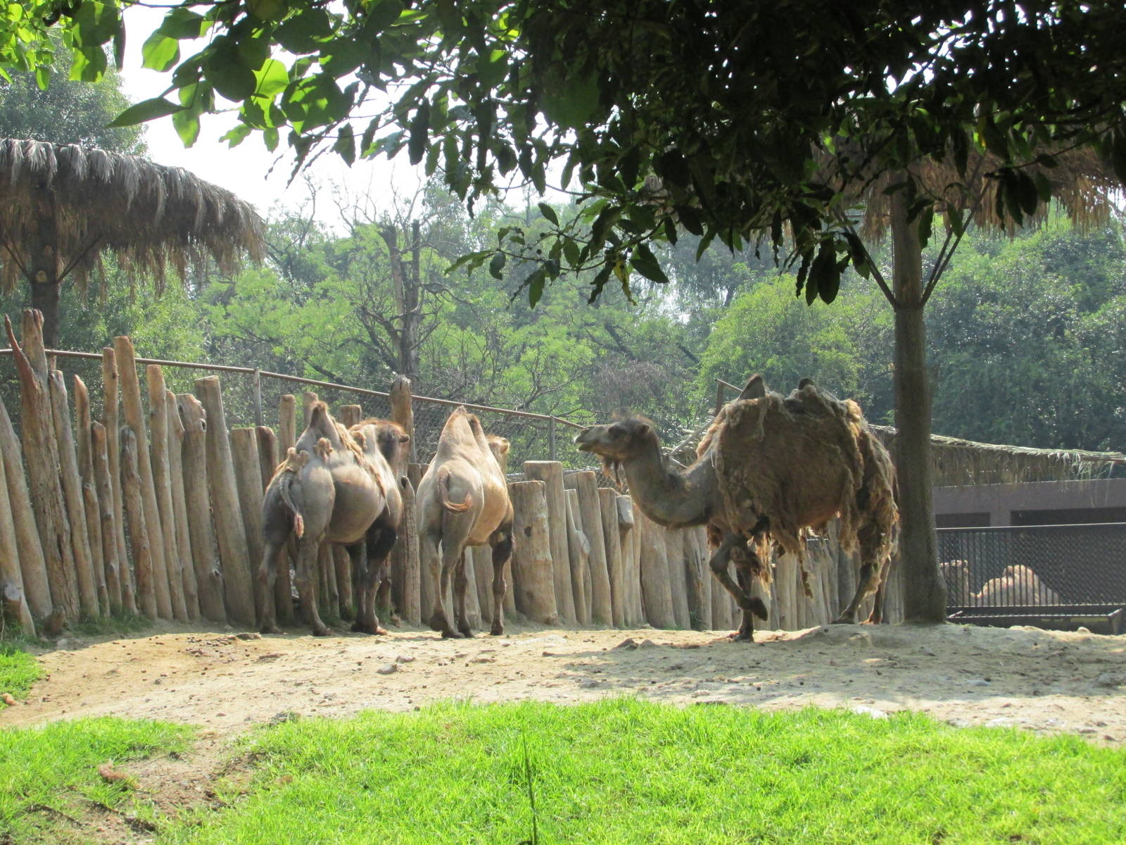 Bactrian camels Chapultepec zoo