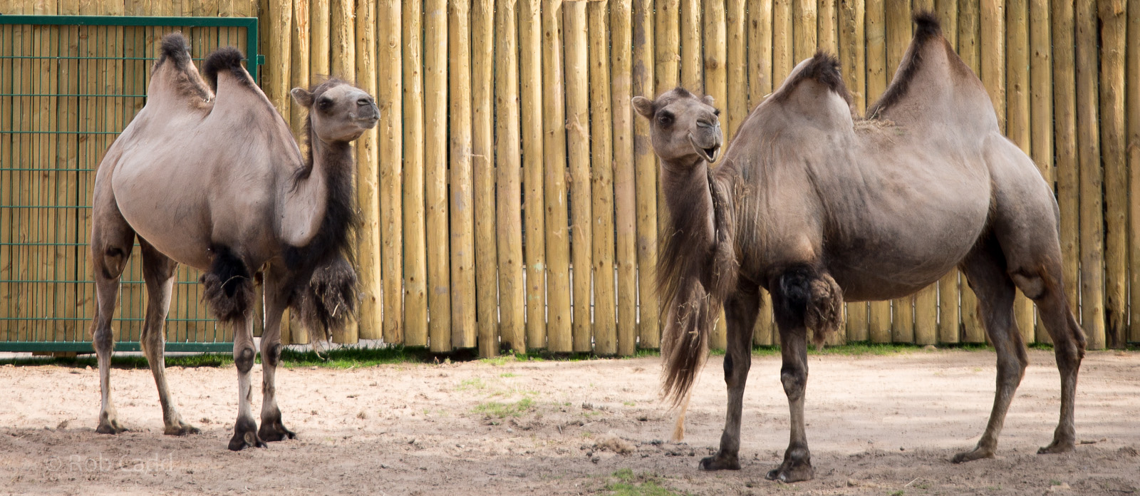 Bactrian camels : Chester : 16 Jun 2014