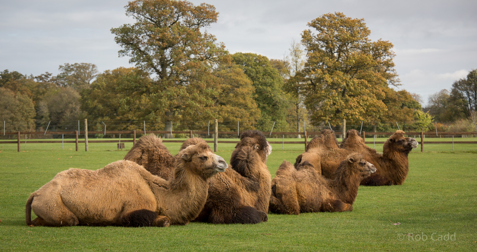 Bactrian camels : Cotswold WP : 25 Oct 2014