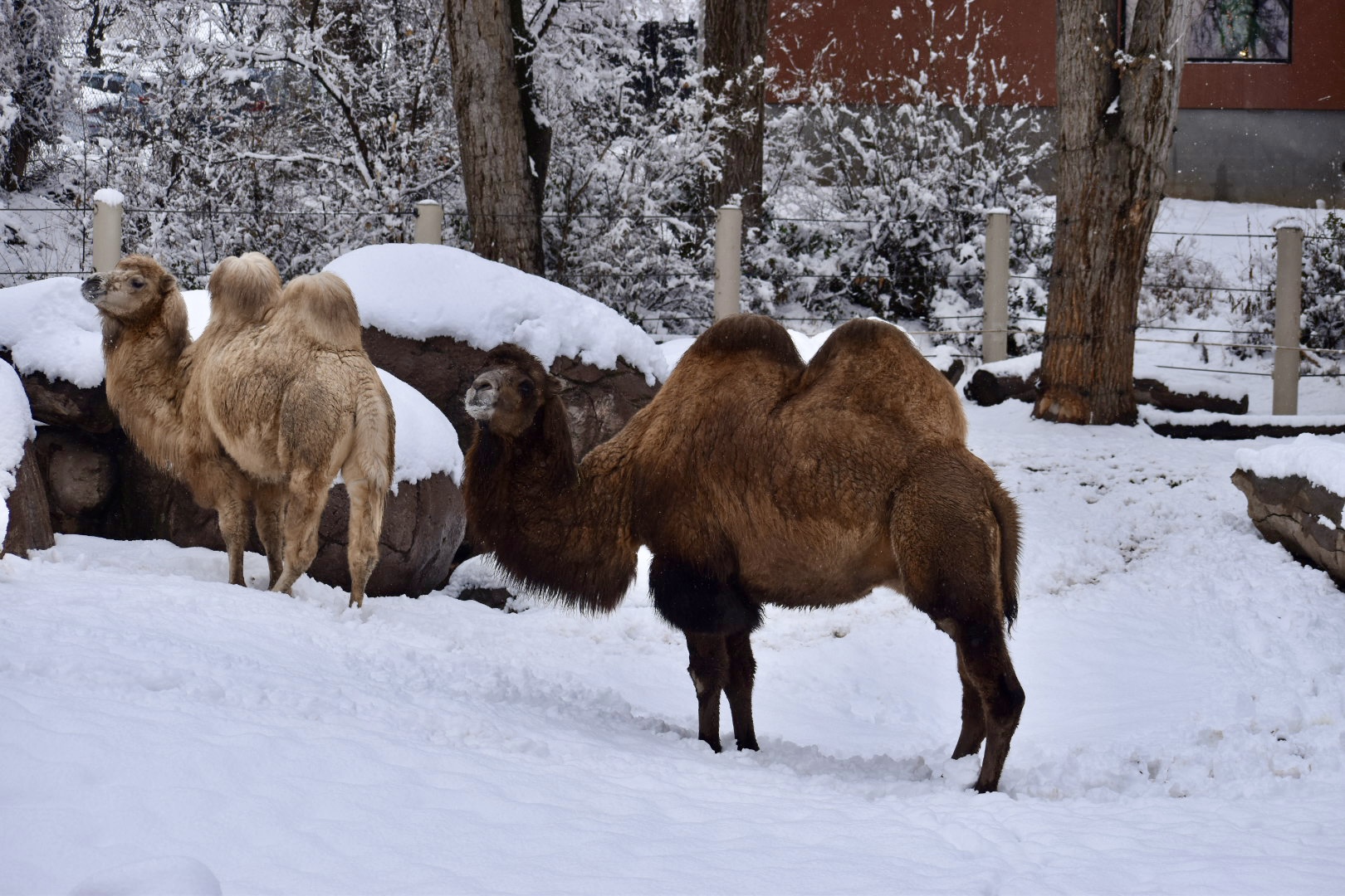 Bactrian Camels - East Yard - High Desert Oasis