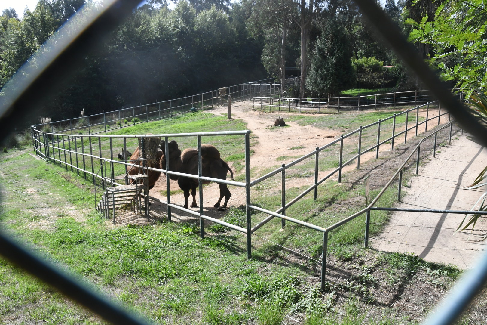 Bactrian Camels exhibit