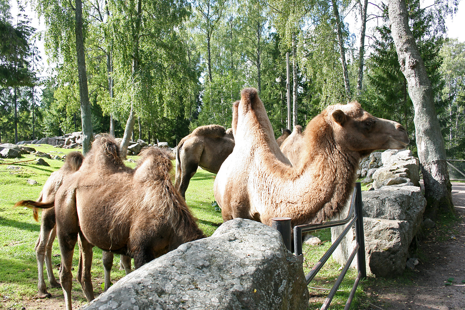 Bactrian camels - Furuvik