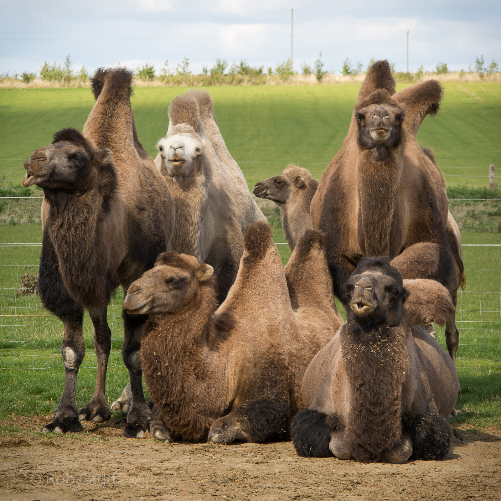 Bactrian camels : Hamerton : 31 Aug 2014