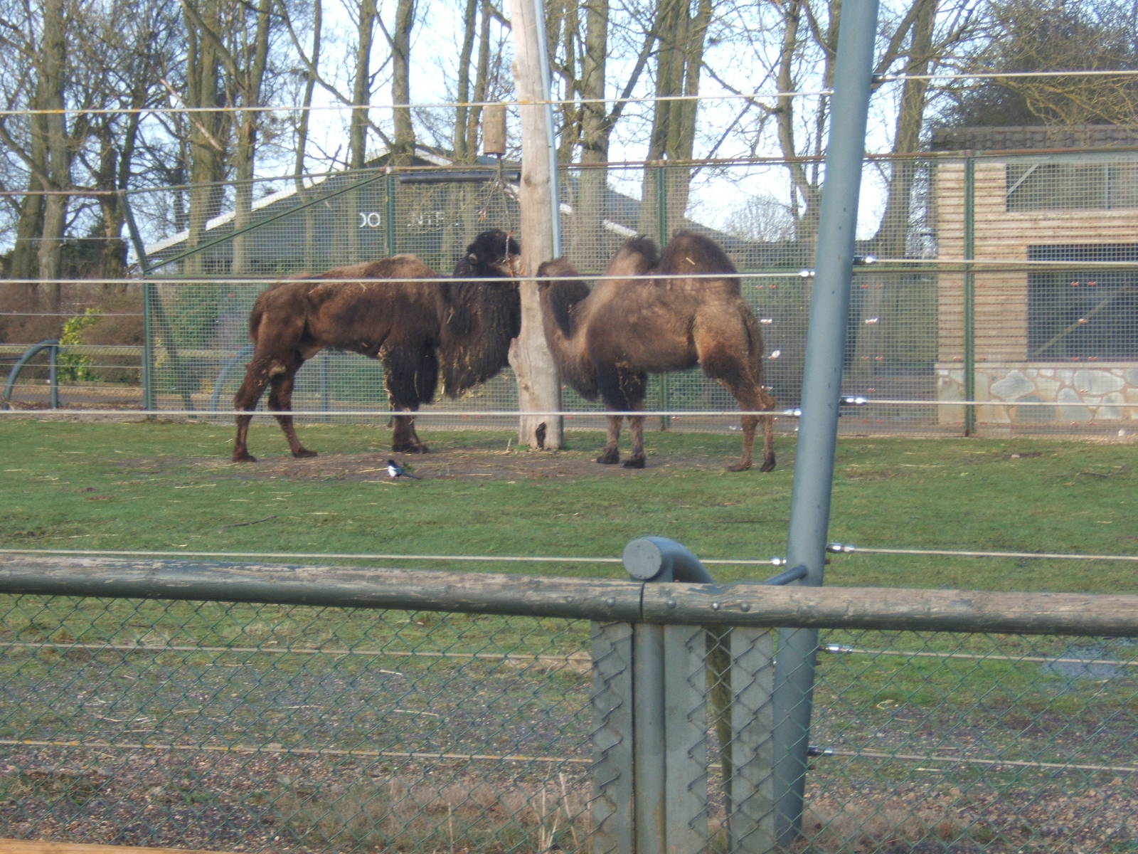 Bactrian Camels in the old Giraffe paddock