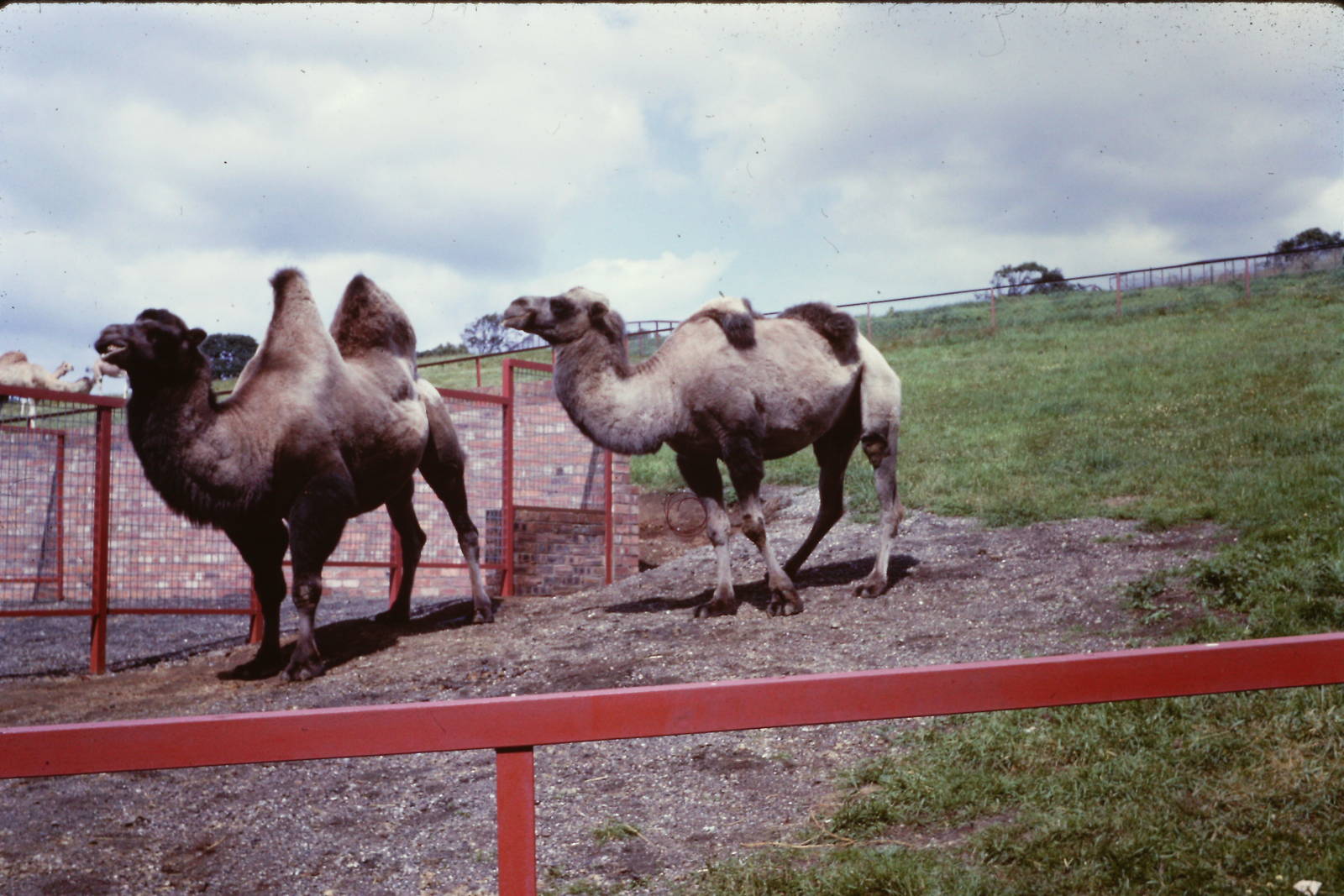 Bactrian Camels, July 1965