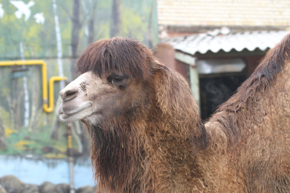 Bactrian camels(mashhad zoo)