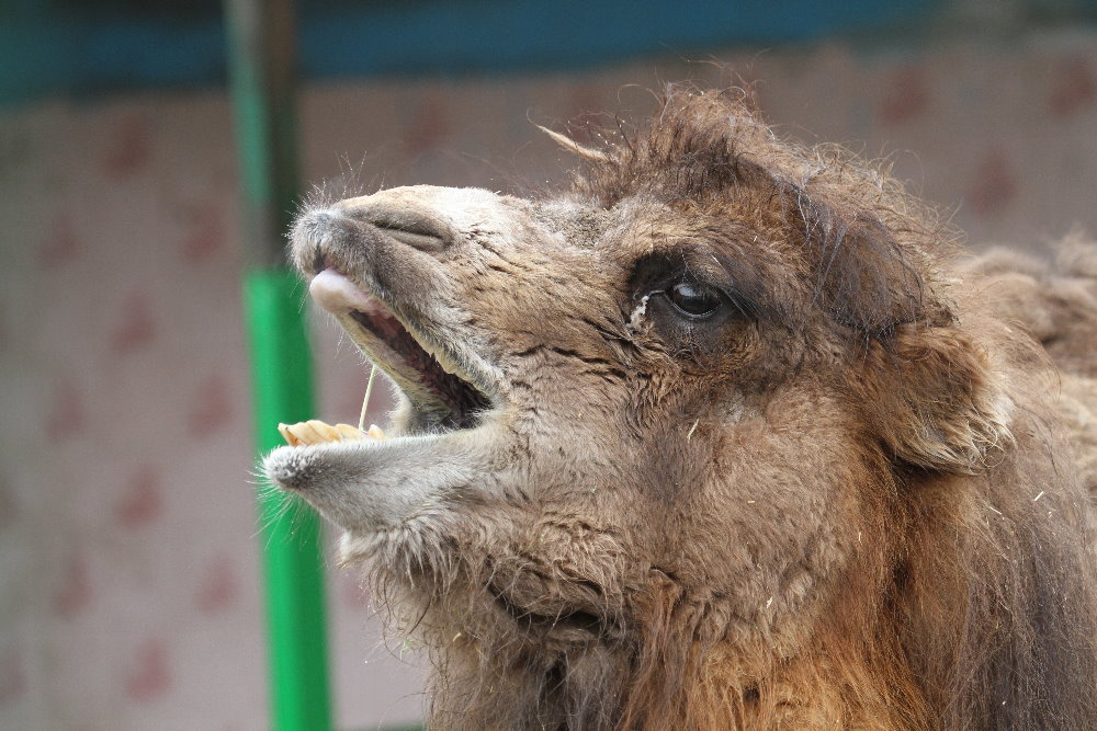 Bactrian camels(mashhad zoo)
