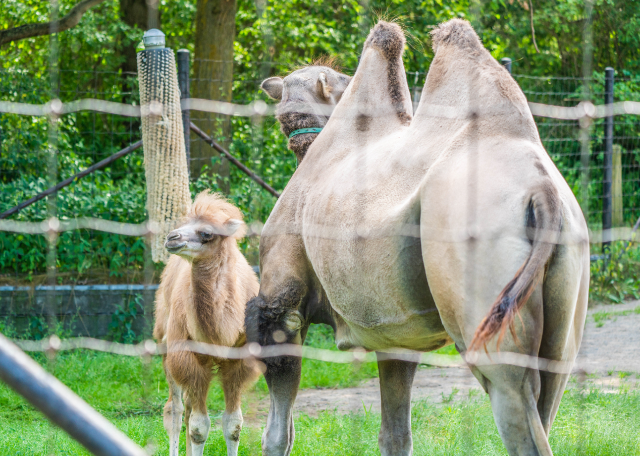 Bactrian Camels mom and daughter