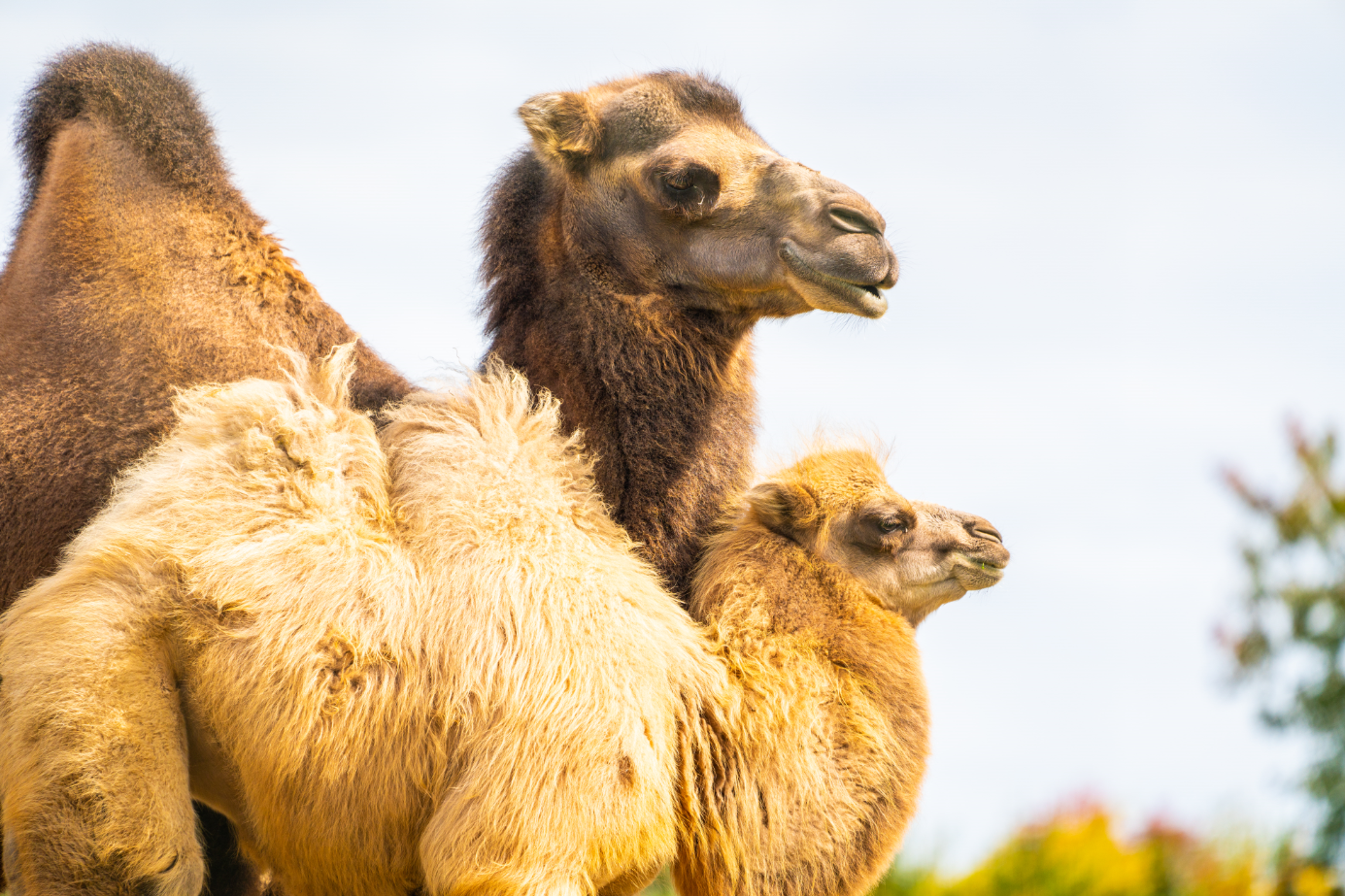 Bactrian Camels mom (Suria) and daughter (Zuri)
