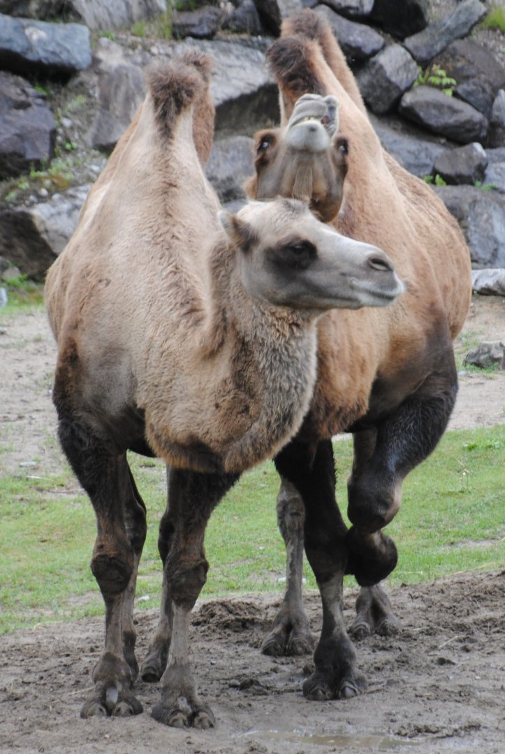 Bactrian Camels (Mongolia section)