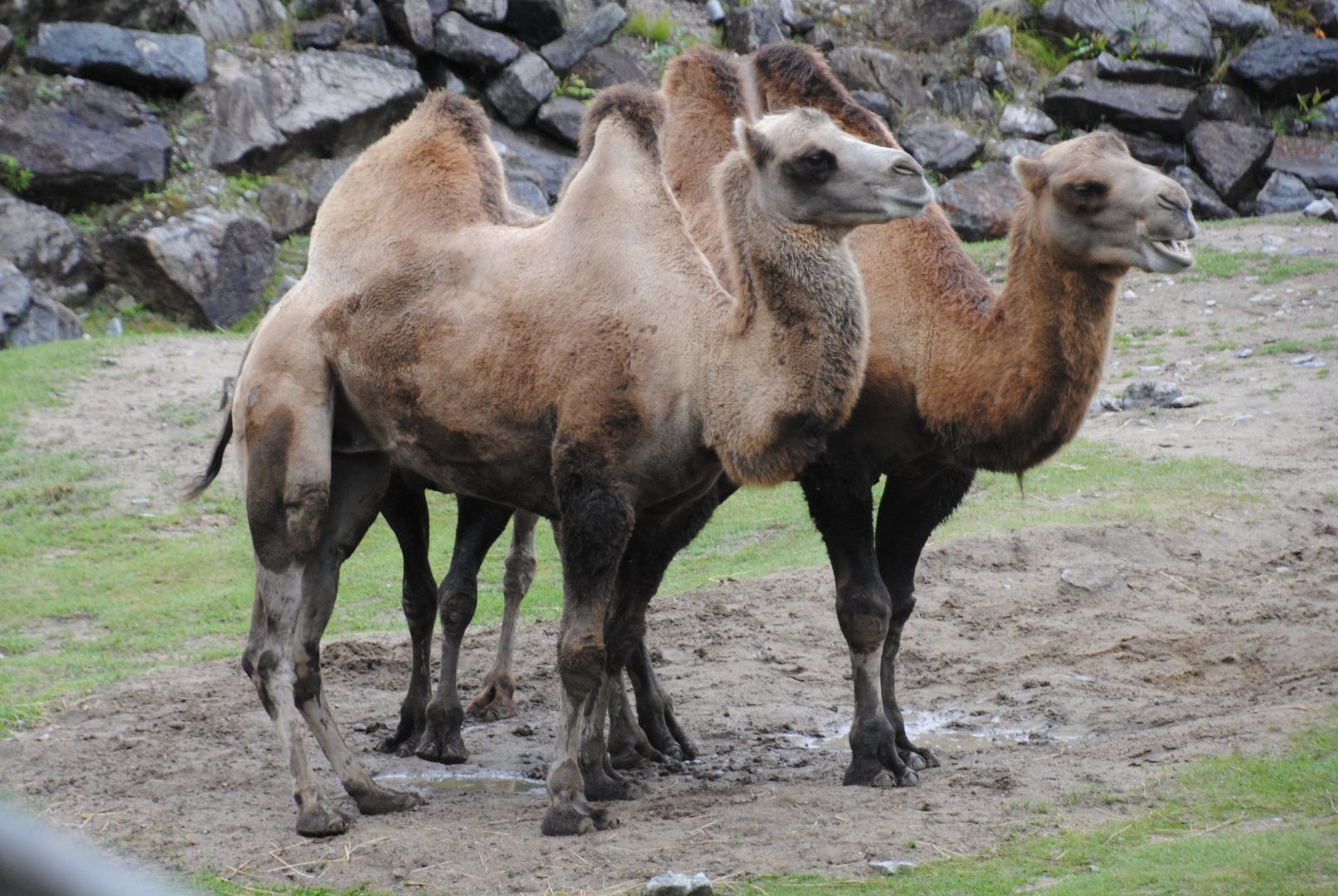 Bactrian Camels (Mongolia section)