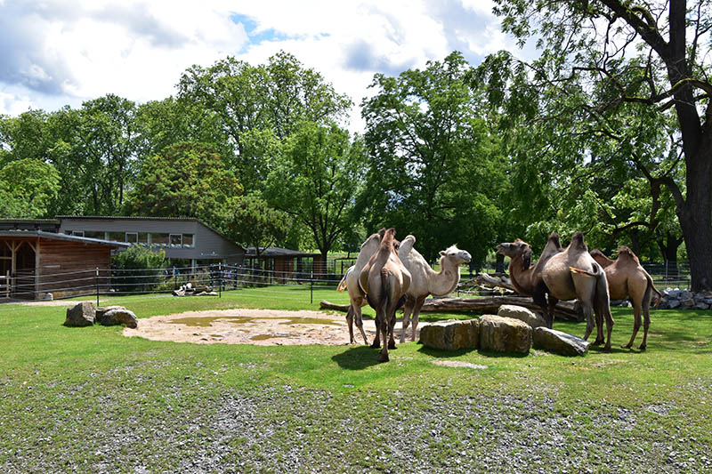 Bactrian camels next to the new asian village
