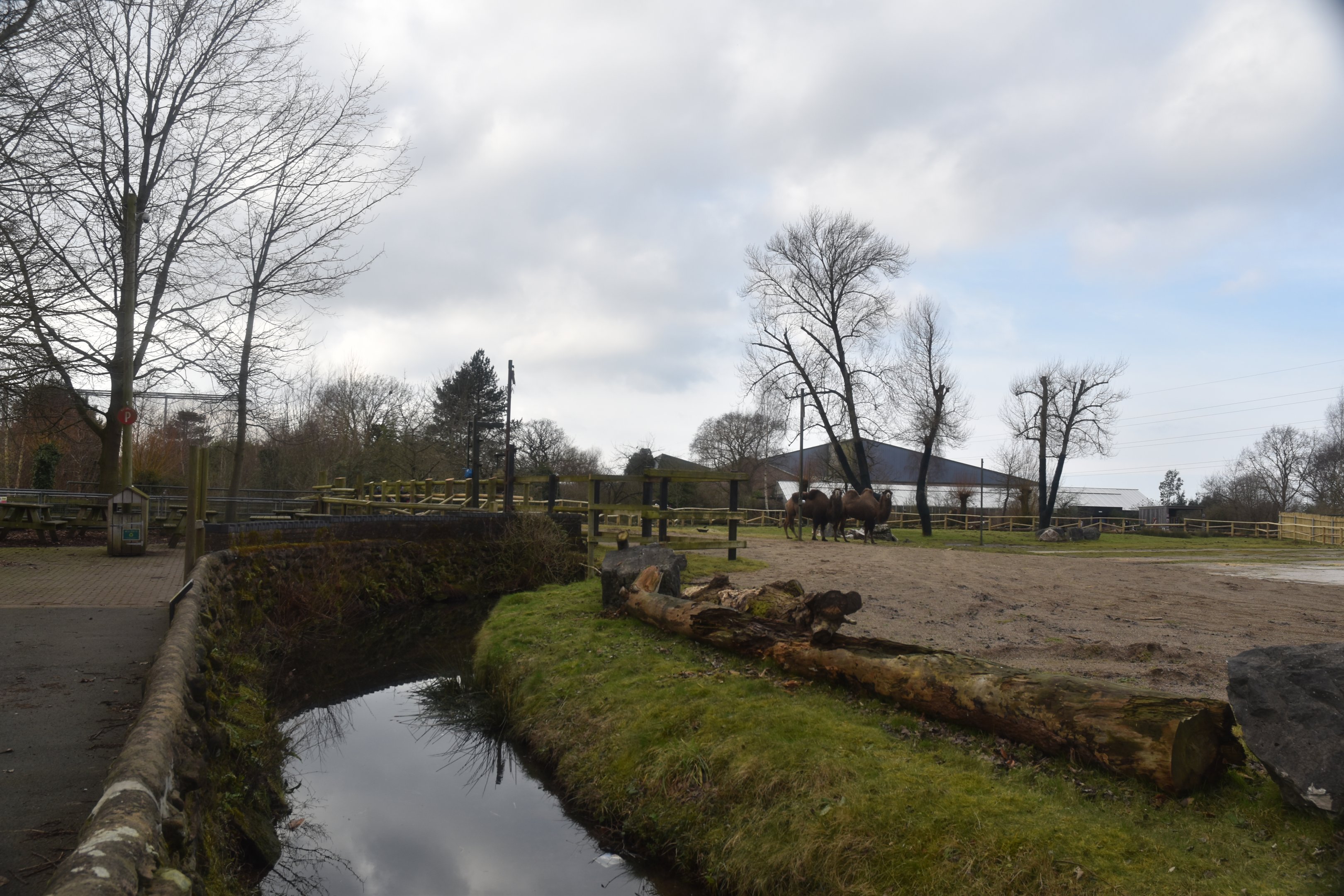 Bactrian Camels on old Giraffe Paddock at Chester, 1st February 2025
