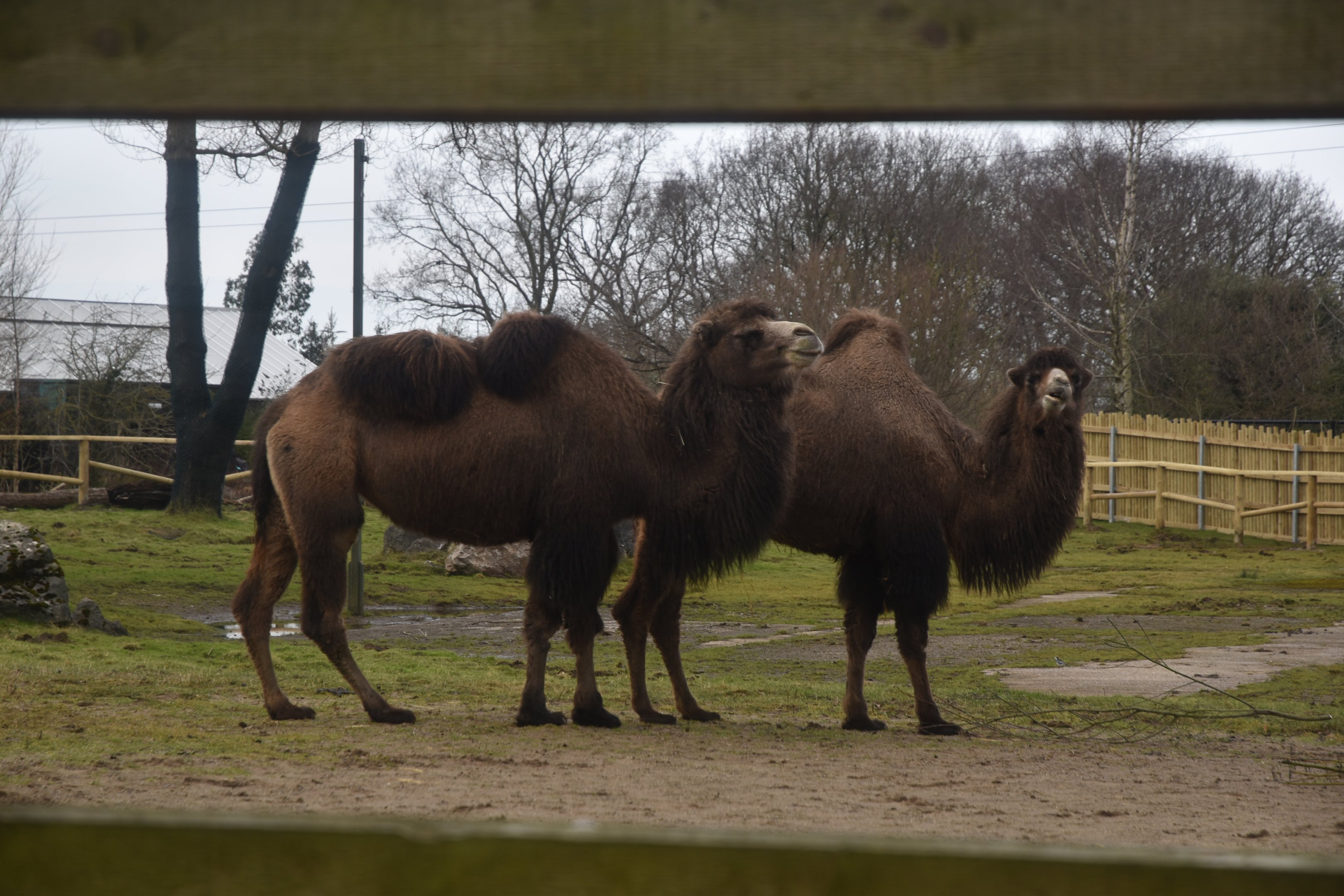 Bactrian Camels on old Giraffe Paddock at Chester, 1st February 2025