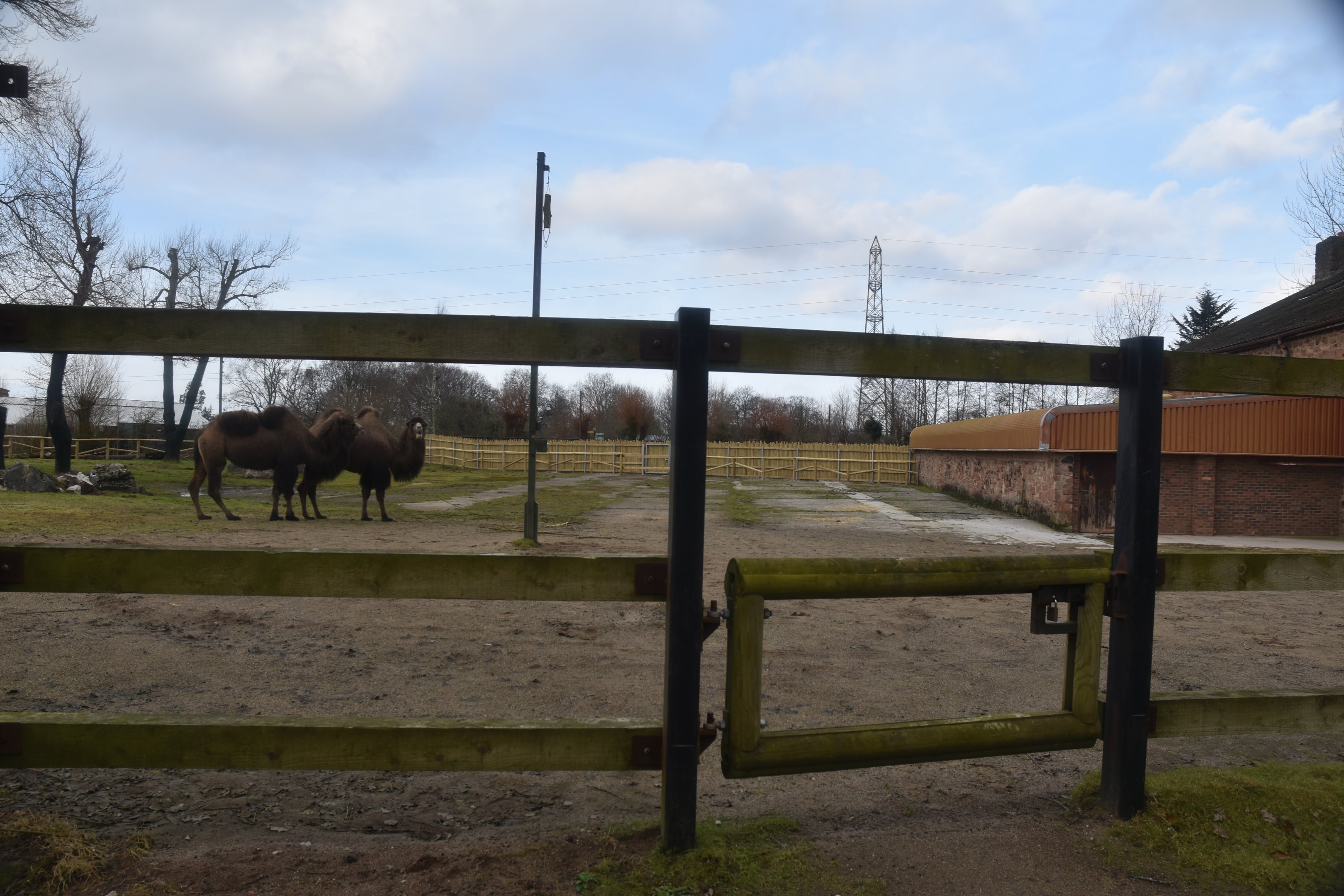 Bactrian Camels on old Giraffe Paddock at Chester, 1st February 2025