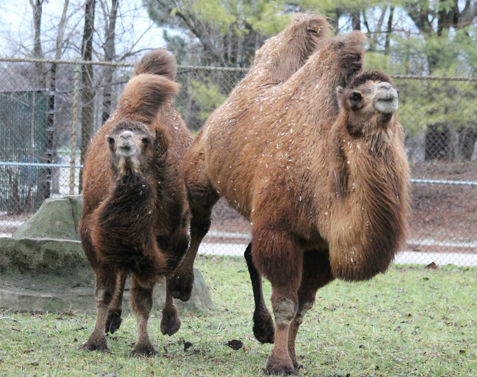 Bactrian camels on the run - 12/14/15