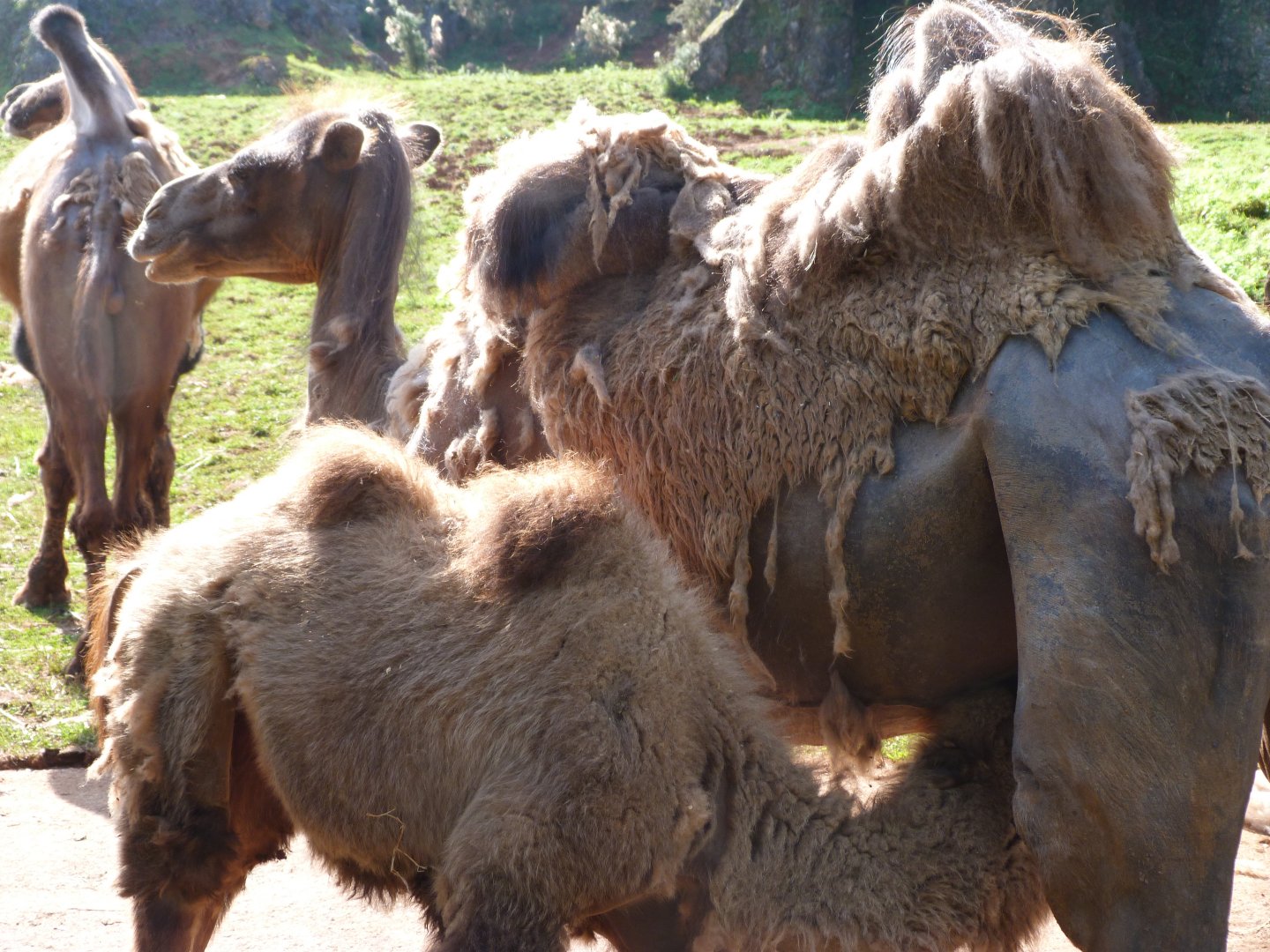 Bactrian camels -Parque de la Naturaleza de Cabárceno (2025)