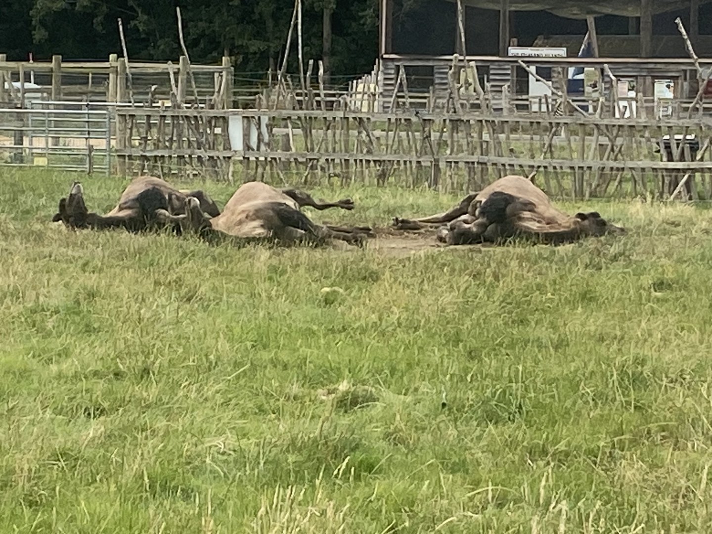 Bactrian camels resting 040824
