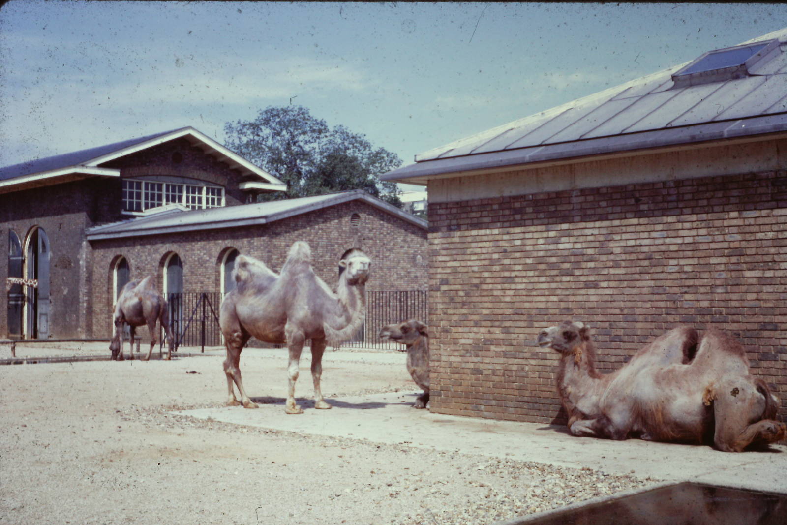 Bactrian Camels, September 1967