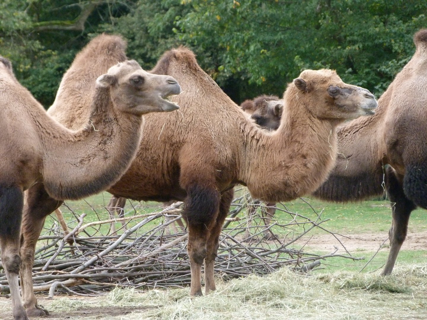Bactrian camels -Tierpark Berlin (2024)