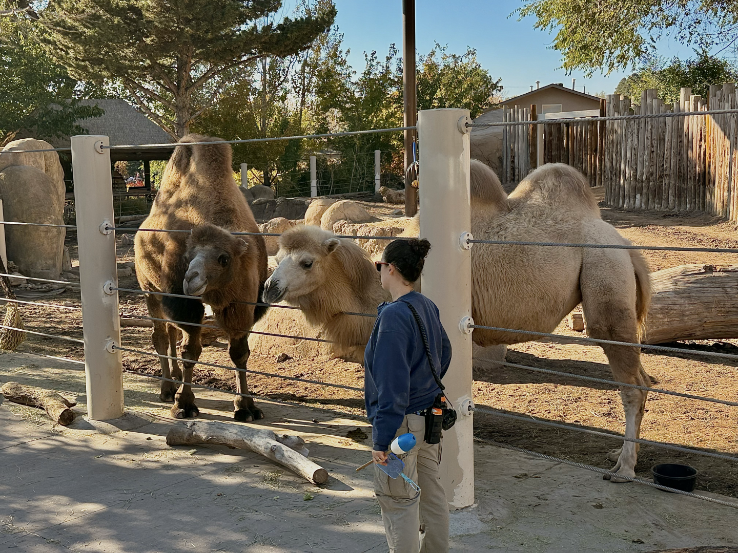 Bactrian Camels Training - West Yard - High Desert Oasis