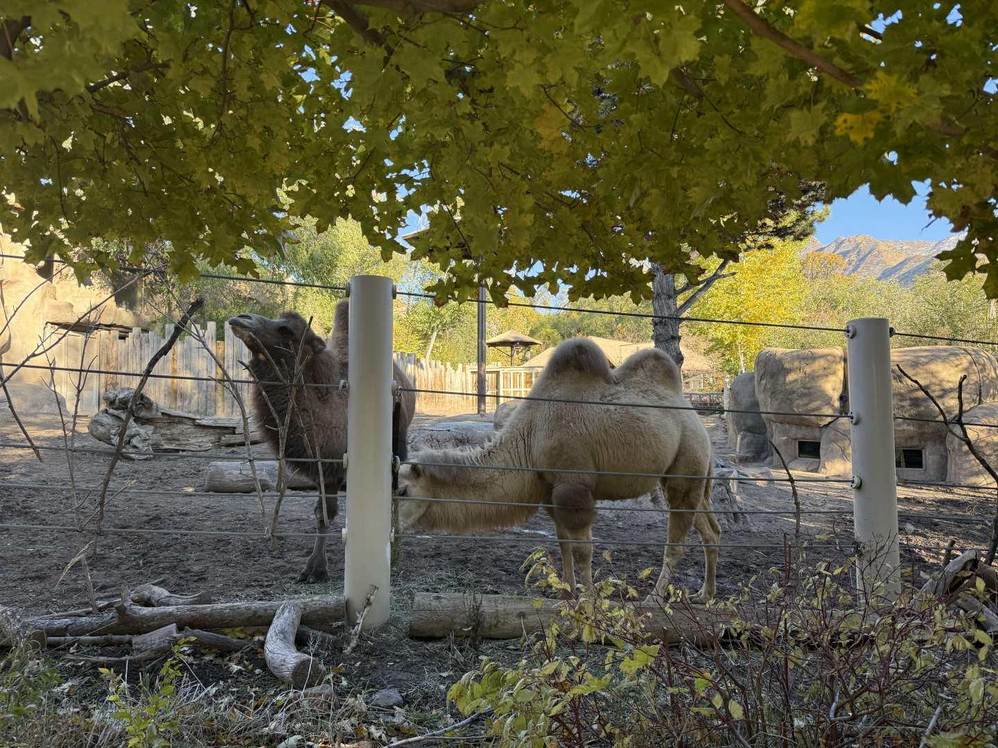 Bactrian Camels - West Yard - High Desert Oasis