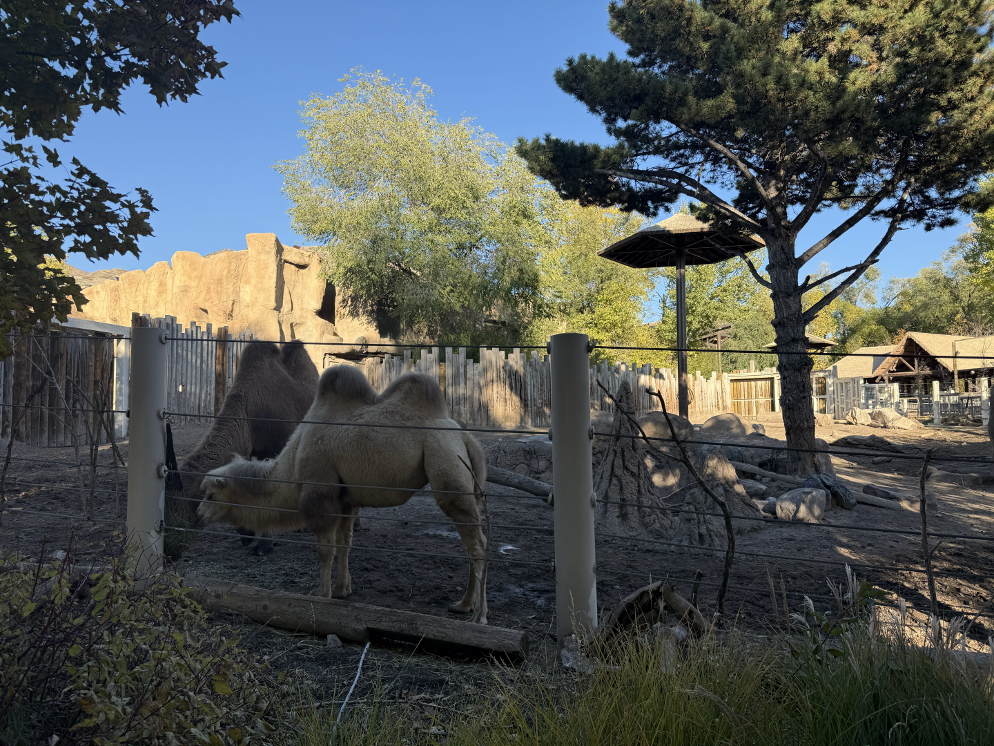 Bactrian Camels - West Yard - High Desert Oasis
