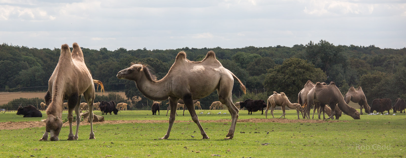 Bactrian camels : Whipsnade : 16 Aug 2014