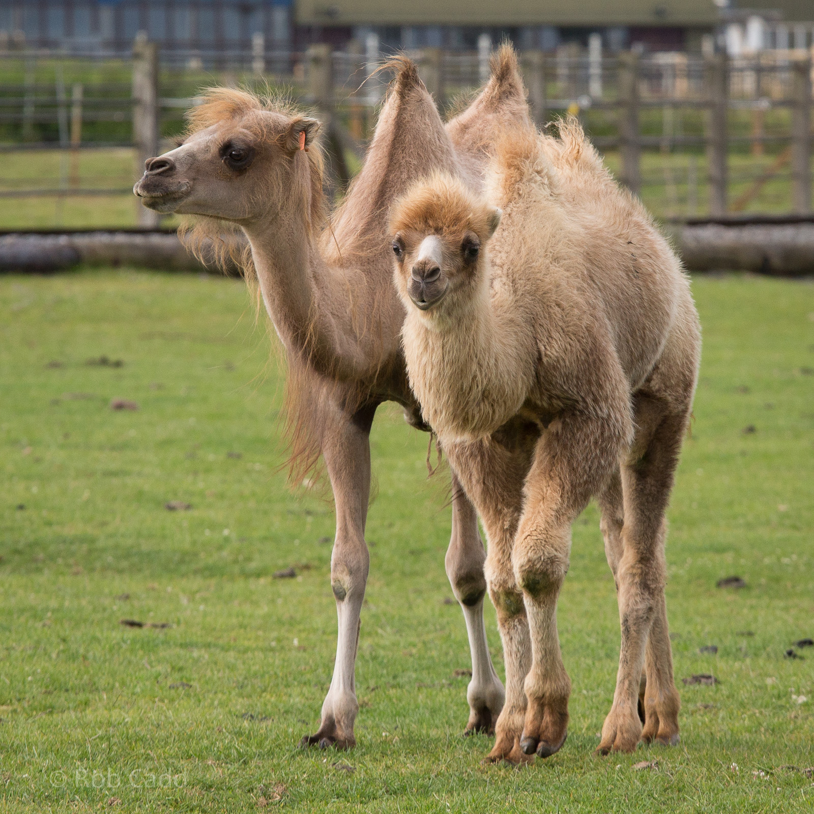 Bactrian camels : Whipsnade : 29 Jun 2014