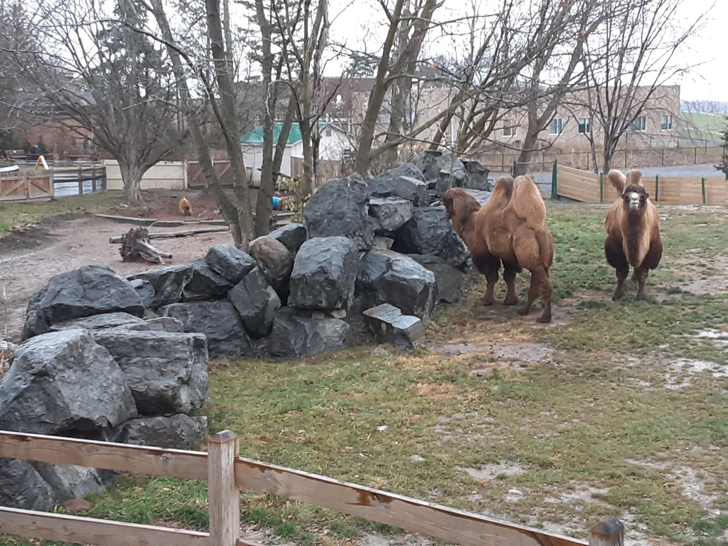 Bactrian Camels, with Red River Hog exhibit on left