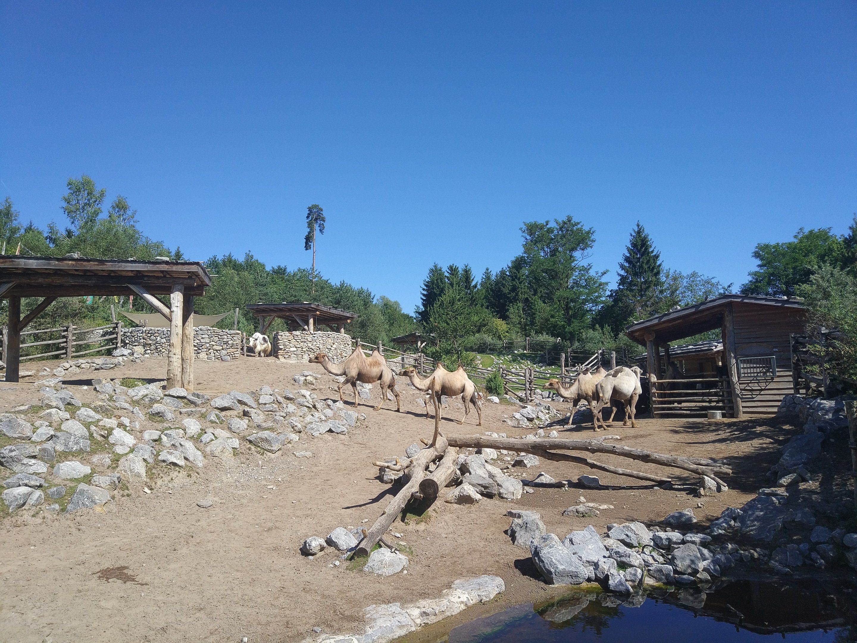 Bactrian Camels & Yaks