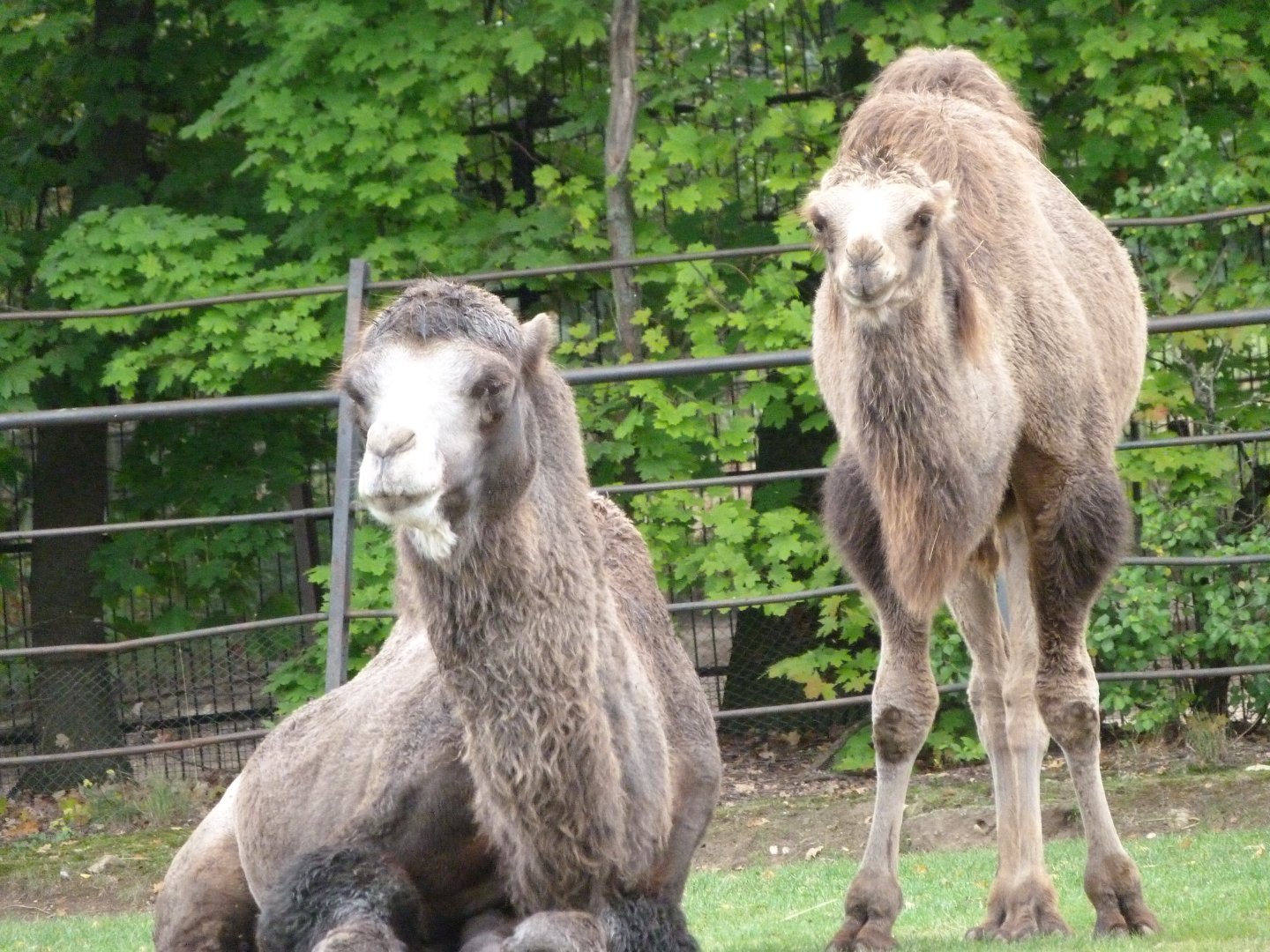 Bactrian camels -Zoo Praha (2025)