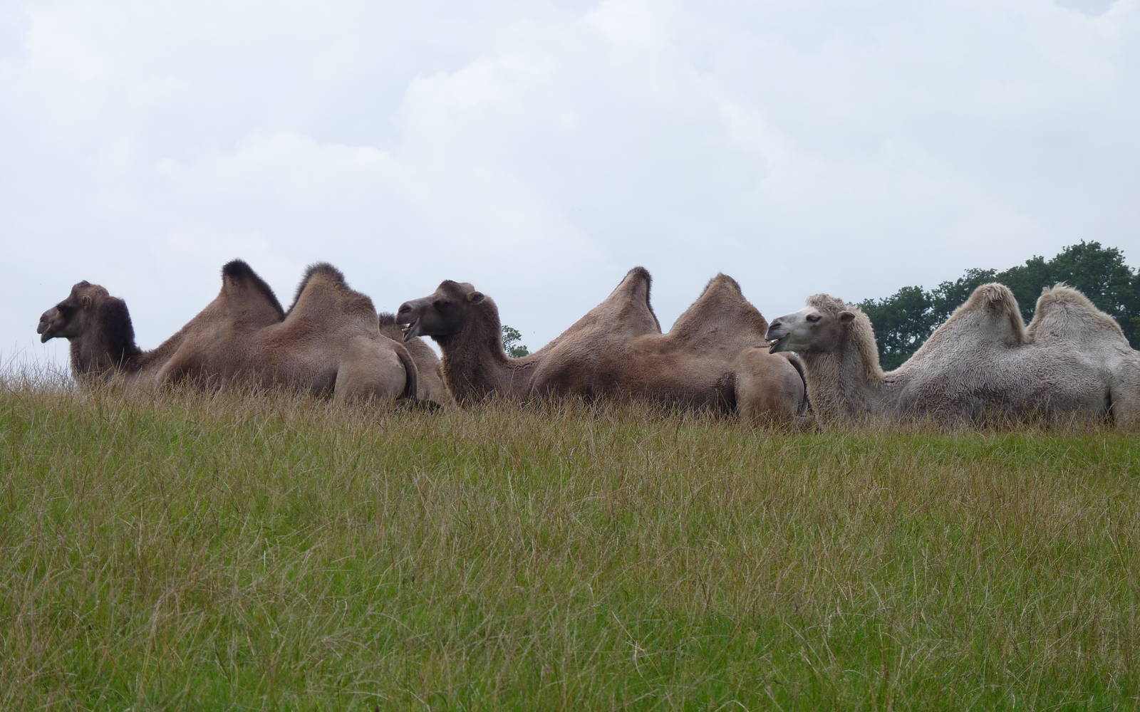 Bactrian Camels