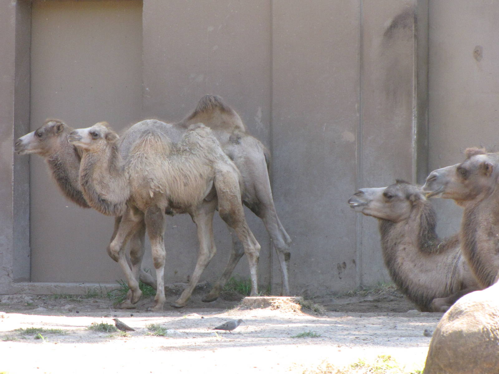 Bactrian Camels